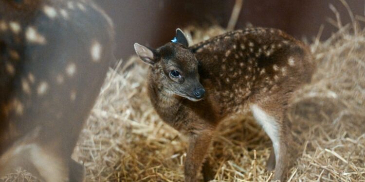 Dünyanın geleceği için yeni bir umut: Soyu tükenmekte olan yavru sambar geyiği doğdu