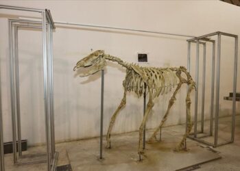 Kayseri’de fosil kazı çalışmalarında bulunan üç toynaklı at iskeleti ayağa kaldırıldı