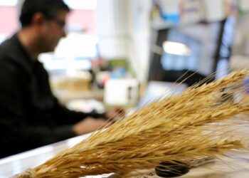 8 bin yıllık tohumlar tarımsal geçmişi gün yüzüne çıkardı