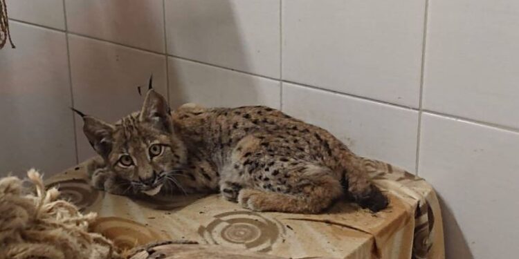 Yozgat’tan Ankara’ya uzanan vaşak kurtarma operasyonu