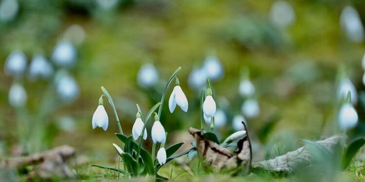 Sakarya’da kışın sıcak havaya aldanan kardelenler çiçek açtı