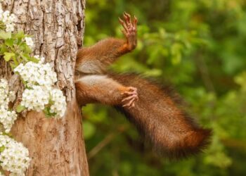 2024 Komedi Vahşi Yaşam Fotoğrafçılığı Ödülleri kazananı belli oldu