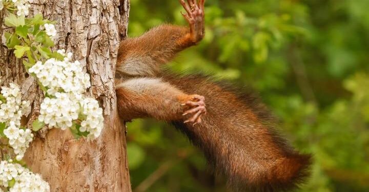 2024 Komedi Vahşi Yaşam Fotoğrafçılığı Ödülleri kazananı belli oldu