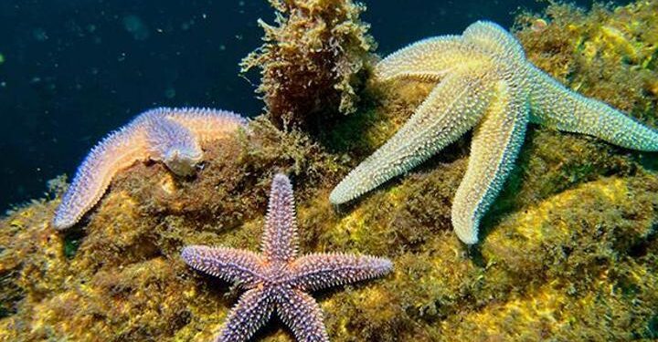 Yapay Resifler bir yılda 33 farklı deniz canlısına yuva oldu