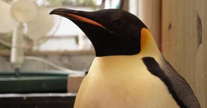 Antarktika’dan 3 bin 500 kilometre Avusturalya’ya yüzmüştü: İmparator Penguen yeniden okyanusta!