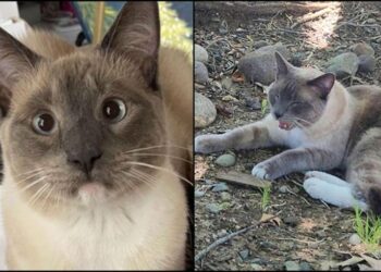 Yellowstone’da kaybolan kedi, 1450 kilometre yol kat ederek eve döndü