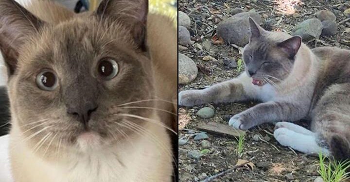 Yellowstone’da kaybolan kedi, 1450 kilometre yol kat ederek eve döndü