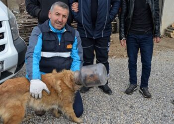Kafası bidona sıkışan köpek için seferber oldular