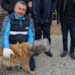 Kafası bidona sıkışan köpek için seferber oldular