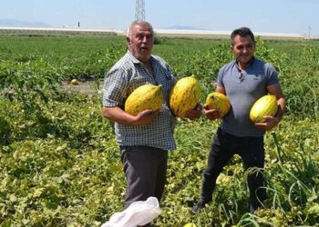 600 ton kavun karpuzu ücretsiz dağıttılar