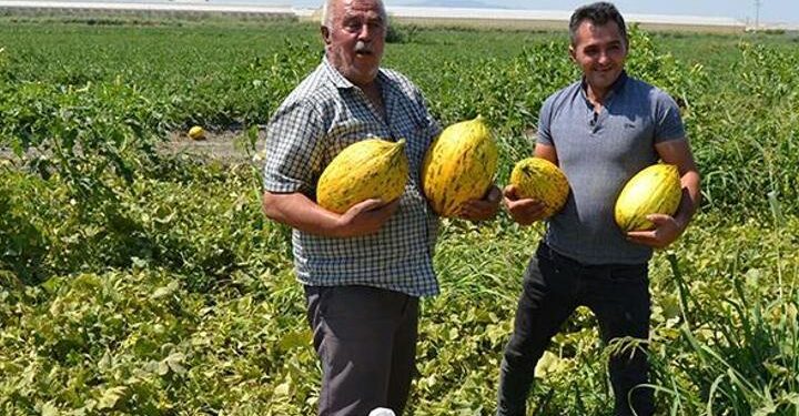 600 ton kavun karpuzu ücretsiz dağıttılar