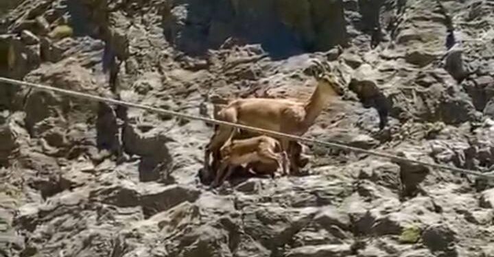 Erzincan’da yavrularını emziren dağ keçisi görüntülendi