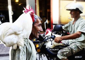 Köpek gibi horoz görenleri şaşırtıyor! Gittiği her yere yanında götürüyor…