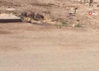 Yılanların dansı böyle görüntülendi!