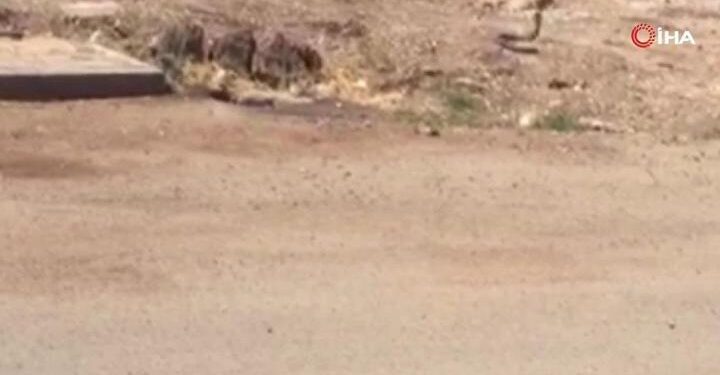 Yılanların dansı böyle görüntülendi!