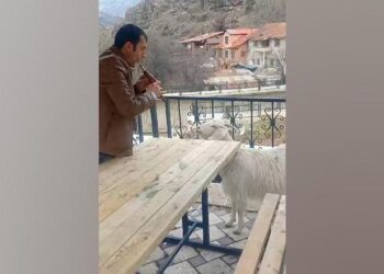 Dolmuş şoföründen Tek keçilik “mey” konseri