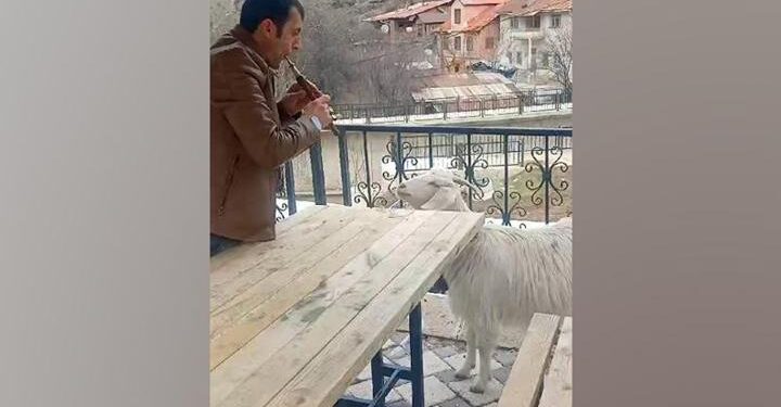 Dolmuş şoföründen Tek keçilik “mey” konseri