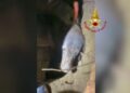 Tilkiyi kovalarken çukurda mahsur kalan köpek kurtarıldı