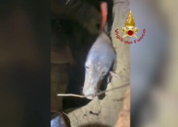 Tilkiyi kovalarken çukurda mahsur kalan köpek kurtarıldı