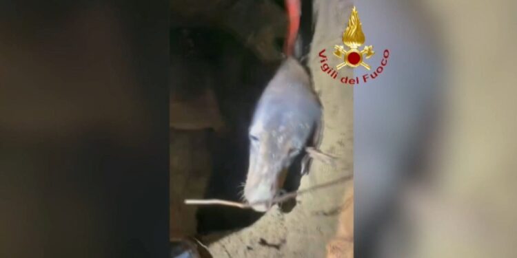 Tilkiyi kovalarken çukurda mahsur kalan köpek kurtarıldı