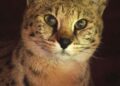 Cins kedi tutkusu yine moda oldu