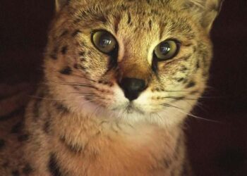 Cins kedi tutkusu yine moda oldu