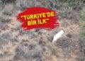 Türkiye’de ilk kez ‘albino çakal’ görüldü