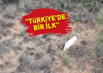 Türkiye’de ilk kez ‘albino çakal’ görüldü
