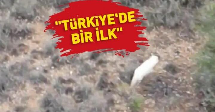 Türkiye’de ilk kez ‘albino çakal’ görüldü