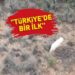 Türkiye’de ilk kez ‘albino çakal’ görüldü