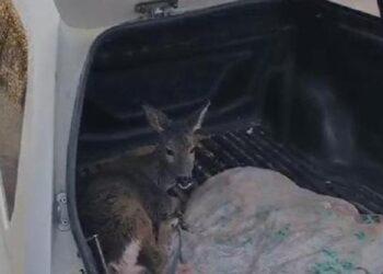 Sulama kanalına düşen karaca yavrusu kurtarıldı