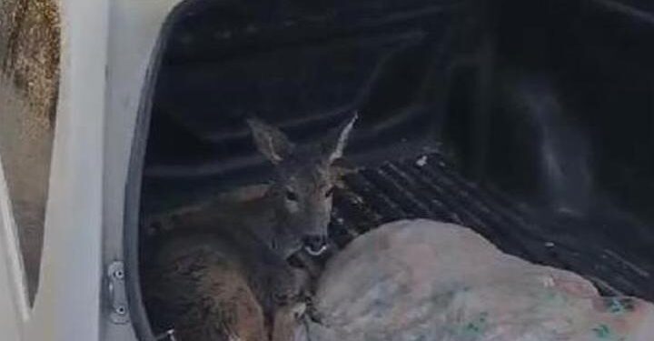 Sulama kanalına düşen karaca yavrusu kurtarıldı