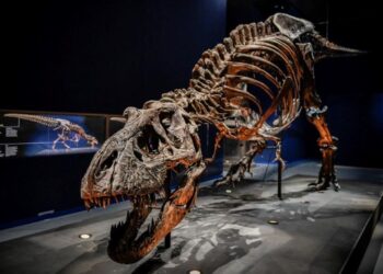 New Mexico’da dinozorların kralı T-Rex’in bilinen en yakın akrabası keşfedildi