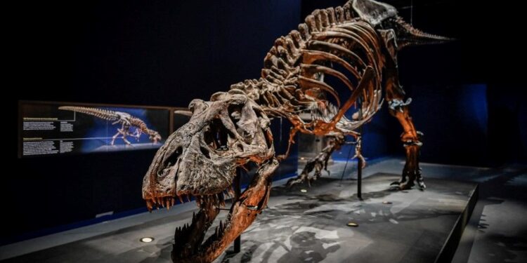 New Mexico’da dinozorların kralı T-Rex’in bilinen en yakın akrabası keşfedildi