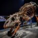 New Mexico’da dinozorların kralı T-Rex’in bilinen en yakın akrabası keşfedildi