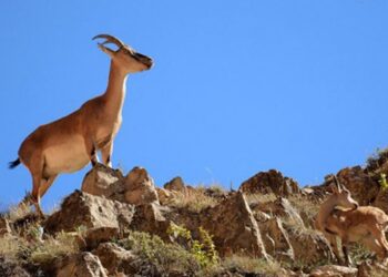 Niğde’de yaban keçilerinin sayısı bin 400’e ulaştı