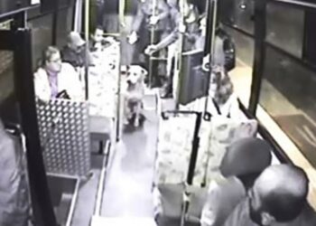Halk otobüsüne binen sokak köpeği yolcuların maskotu oldu