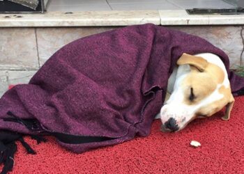 Soğuktan titreyen köpeği battaniye ile sardı