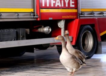 Yaban kazları Ateş ve Su itfaiyenin maskotu oldu