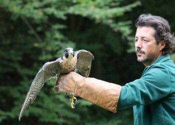 Yaralı doğan Avrupa’nın en büyük doğal yaşam parkında tedavi edildi
