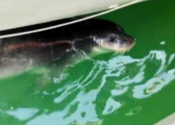 Antalya’da yine Akdeniz foku görüldü