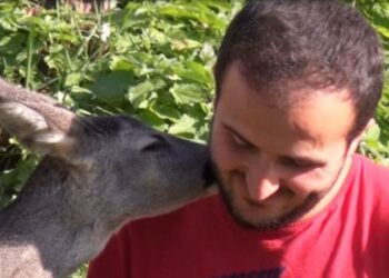 Köye gelen yavru karacayı elleriyle besliyor