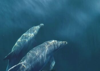 İstanbul Boğazı’ndan yunus sürüsü geçti