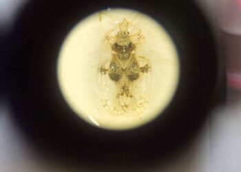 Türkiye’nin böcekleri 82 yıldır İstanbul’daki müzede sergileniyor