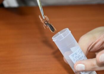 Hakkari’de yeni bir örümcek türü keşfedildi