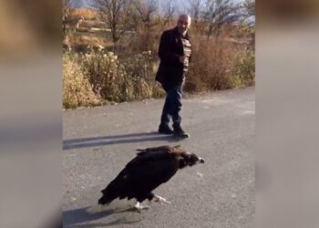 Nesli tehdit altında olan “kara akbaba”yı iki arkadaş yolda görüntüledi