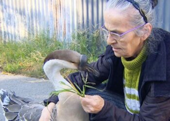 Ailenin sevimli üyesi Çin kazı “Kirli”