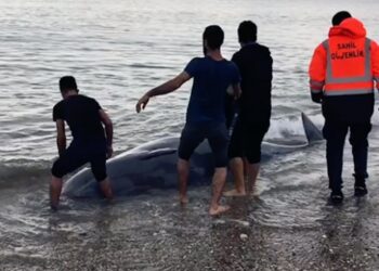 Antalya’da kıyıya vuran Gagalı balina kurtarıldı
