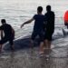 Antalya’da kıyıya vuran Gagalı balina kurtarıldı