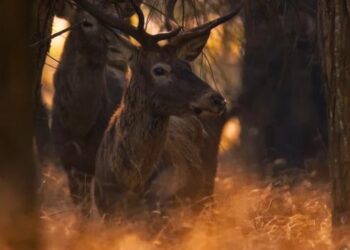 Koruma altında olan kızıl geyikler görüntülendi